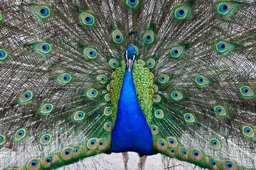 Obraz premium Close up of peacock showing its beautiful feathers