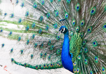 Fototapeta premium Close up of peacock showing its beautiful feathers