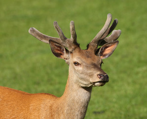 Close up of a young male Red Deer