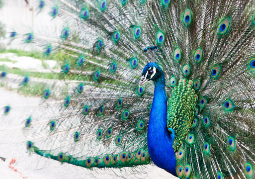 Fototapeta Close up of peacock showing its beautiful feathers