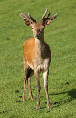 Close up of a young male Red Deer