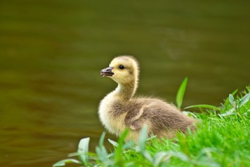 Küken der Kanadagans am Ufer eines Sees, Lüneburger Heide, Niedersachsen, Deutschland, Europa, Portrait