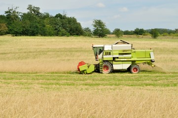 Obraz premium Combine harvester in the field during harvesting