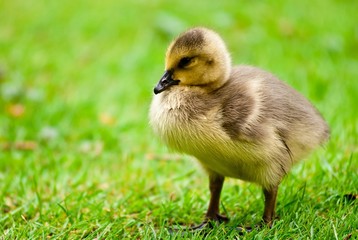 K&uuml;ken der Kanadagans steht auf Wiese, L&uuml;neburger Heide, Niedersachsen, Deutschland, Europa