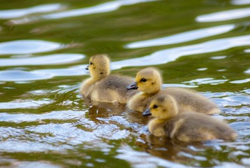 Drei schwimmende Gänseküken im Wasser eines Teiches, Lüneburger Heide, Niedersachsen, Deutschland, Europa