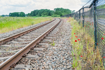 Red flowering poppies next to the curved railroad