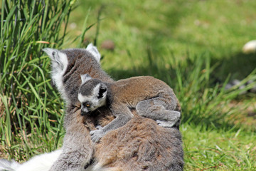 lemurs