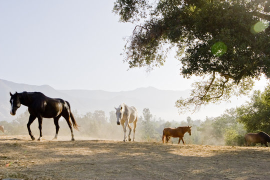 Horses in the Morning