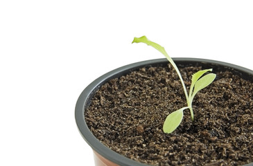 Young seedling of lettuce in pot isolated on white close up