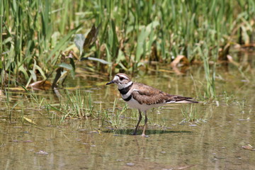 Killdeer (Charadrius vociferus)