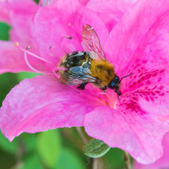 Busy Bee