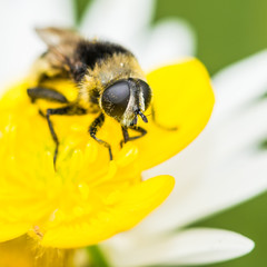 Buttercup Browser