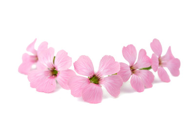Obraz na płótnie Canvas delicate pink flowers