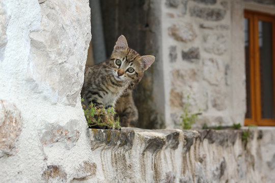 little kitten on the roof of old building