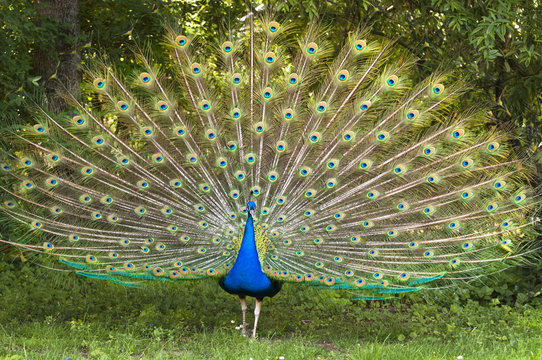 Pfau