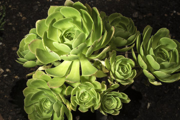 Planta crasa con forma de rosa 1
