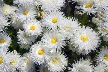 Shasta daisy flowers Leucanthemum superbum.