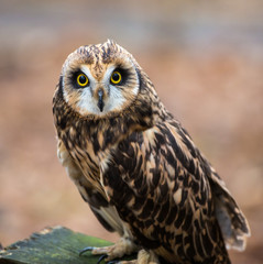 Short Eared Owl