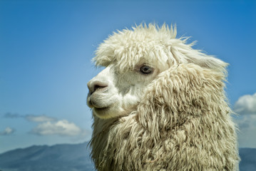 Alpaca