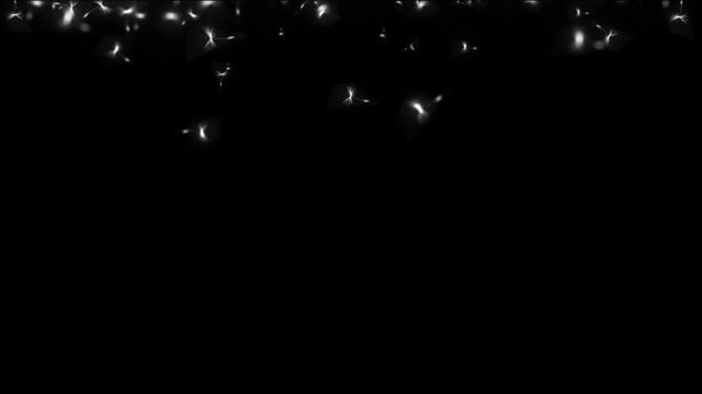 dandelion