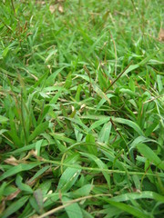 close up green grass