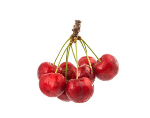 cherry isolated