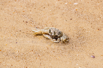 Small crab on a tropical beach sand