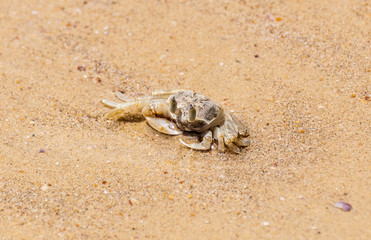 Small crab on a tropical beach sand