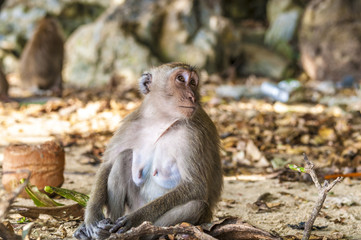 Macaque monkey plays on the nature of the sandy beach