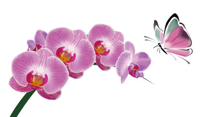 Fototapeta na wymiar Chinese Orchid and butterfly ink style
