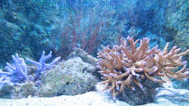 Underwater coral reef background