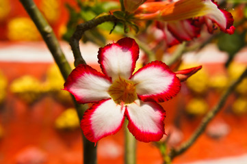 Impala Lily flower