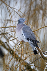 Wood pigeon, Columba palumbus