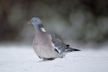 Wood pigeon, Columba palumbus