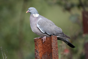 Wood pigeon, Columba palumbus