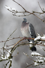 Wood pigeon, Columba palumbus