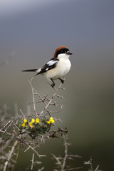 Obraz premium Woodchat shrike, Lanius senator