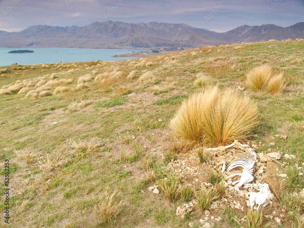 Canvas Prints Lake Tekapo, New Zealand