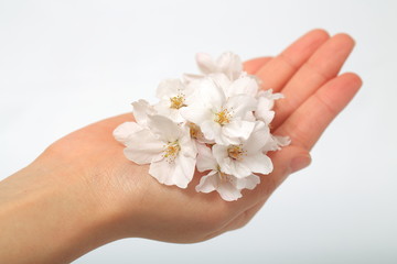 桜を持つ女性の手