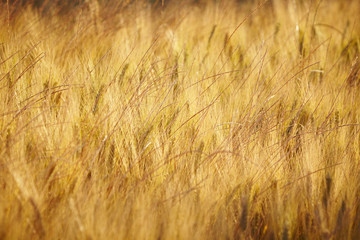 Fototapeta premium Wheat field