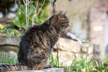 Getigerter Kater