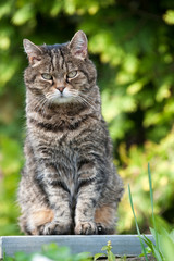 Getigerter Kater