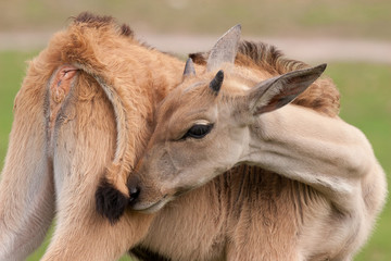 Sable Antilope Calf