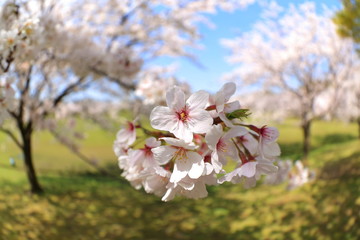 Obraz premium 桜