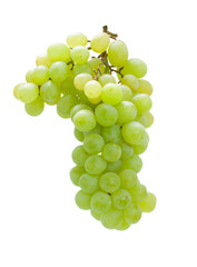 Ripe grapes