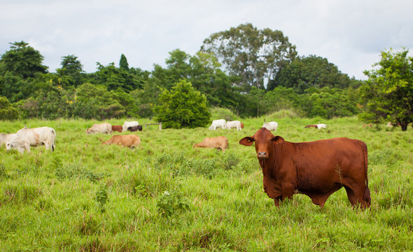 Brahman Cattle