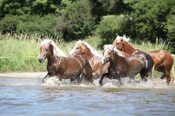 Obraz premium Batch of chestnut horses running in water