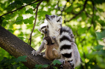 Ring-tailed lemur with two babys