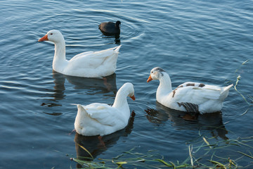 flock of geese and coot on lake surface