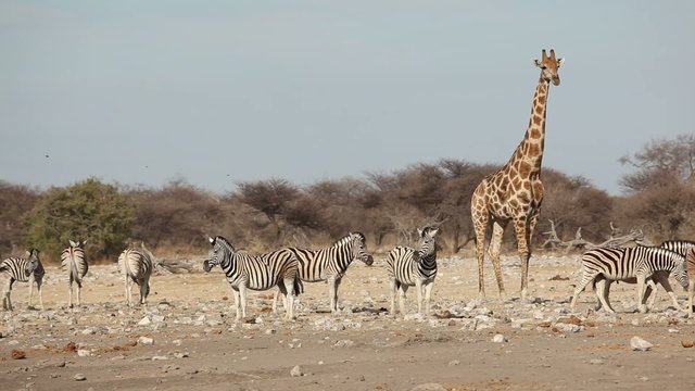 Zebras and giraffe at a waterhole, Etosha National Park